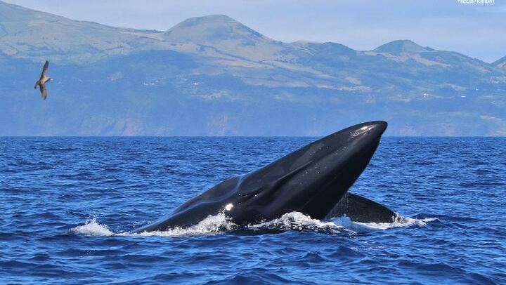 Whale and dolphin watching in Pico Island