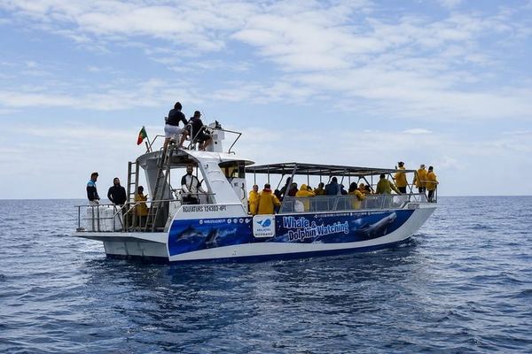 Whale Watching off Lajes do Pico, with a Vigia Ashore