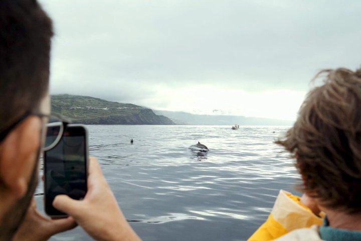 Whale and Dolphin Watching in Pico Island - Half Day