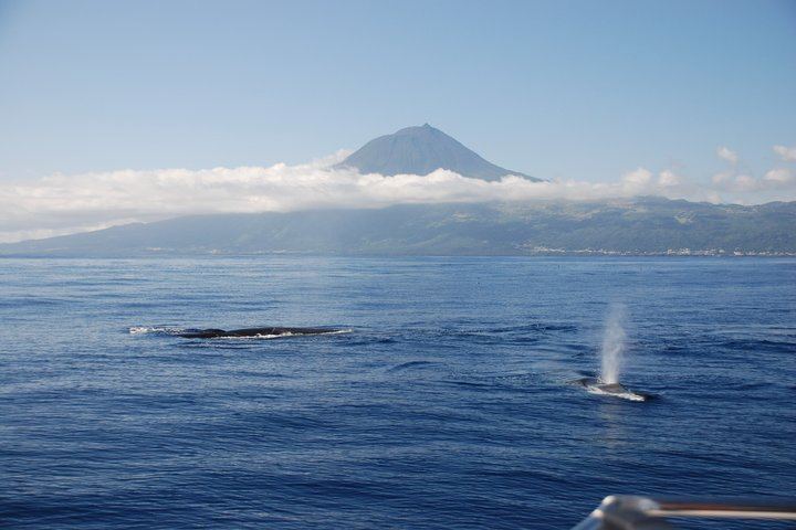 Whale and Dolphin Watching in Pico Island - Half Day