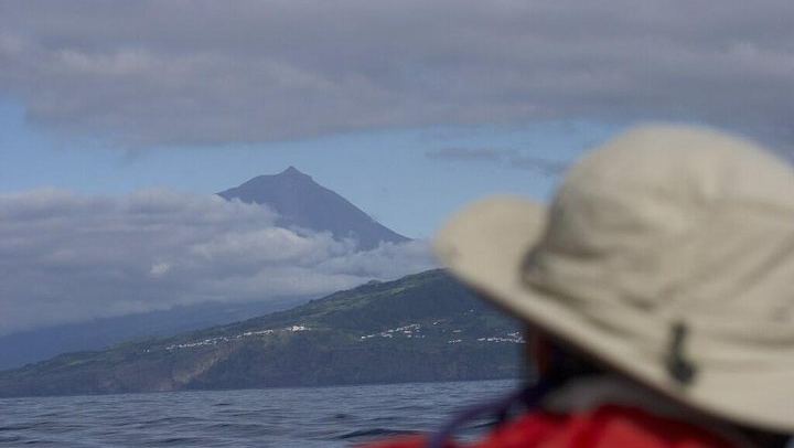 Whale watching in Pico island in front of Pico Mountain