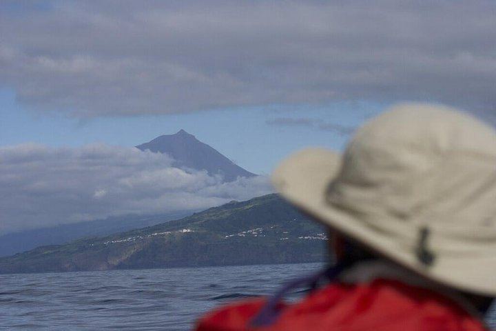 Whale watching in Pico island in front of Pico Mountain
