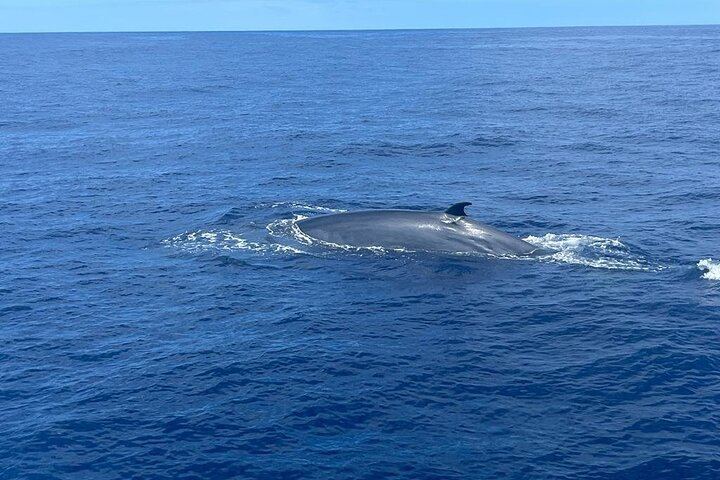 Whale