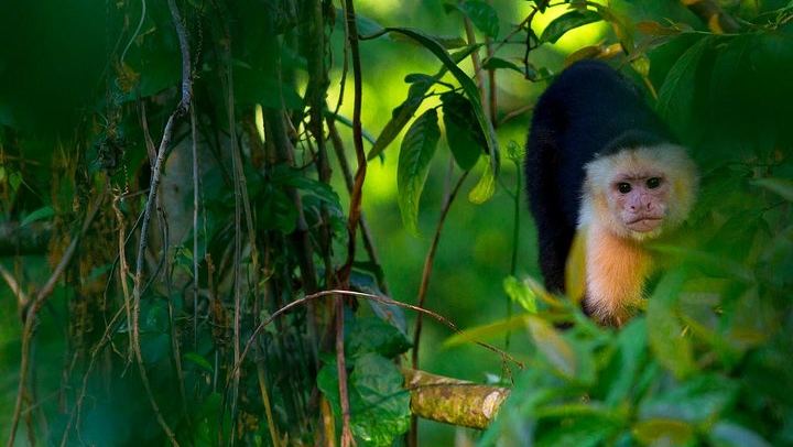 White-faced Monkey