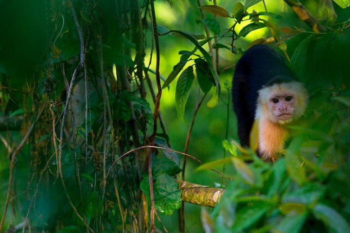 White-faced Monkey