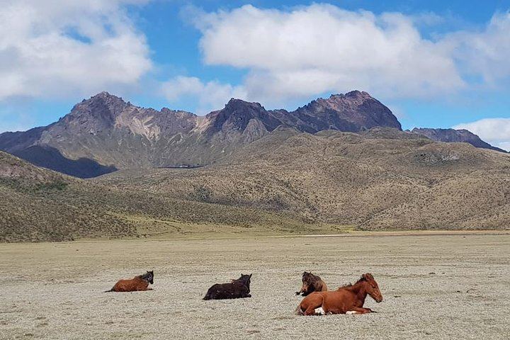 Wild Horses in Cotopaxi National Park.