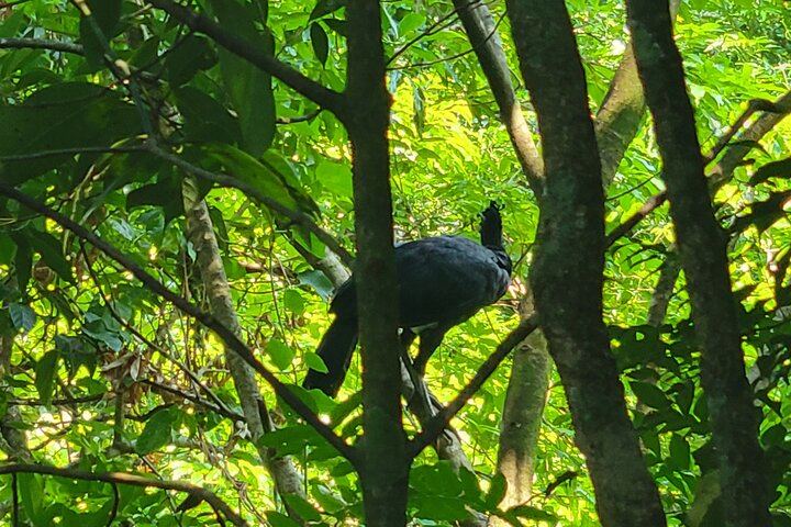 Wild life in national park of costa rica
