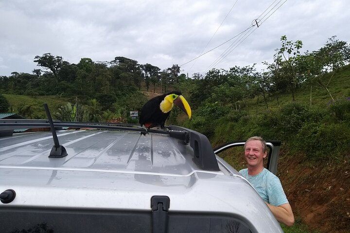 wild toucan landed on our roof