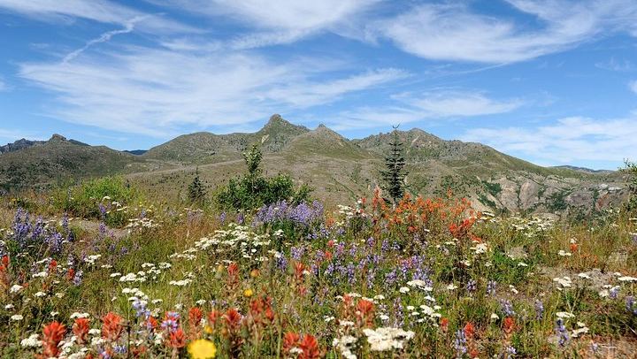 Wildflower meadows.