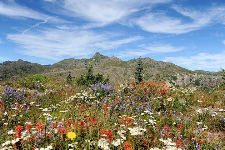 Wildflower meadows.