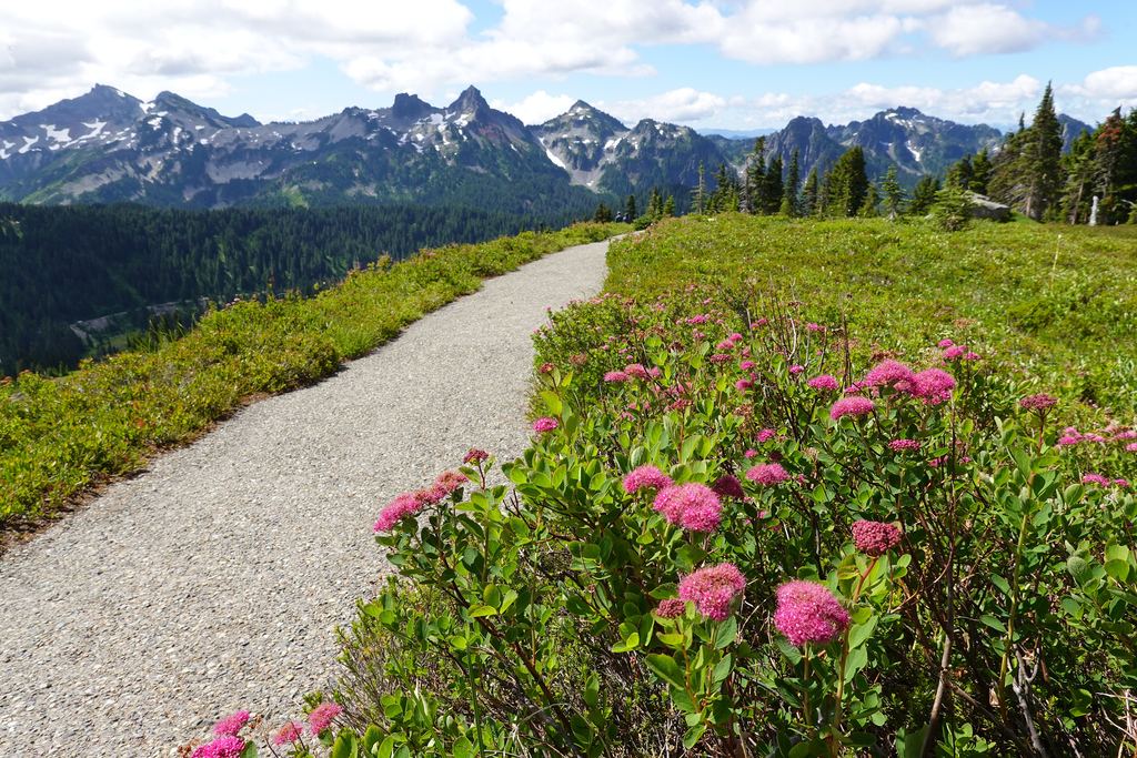 The wildflower meadows at Paradise on the south side of Mount Rainier National Park in high summer