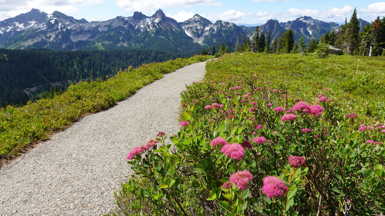 The wildflower meadows at Paradise on the south side of Mount Rainier National Park in high summer
