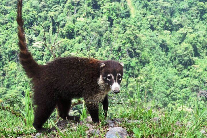 Wildlife Observation