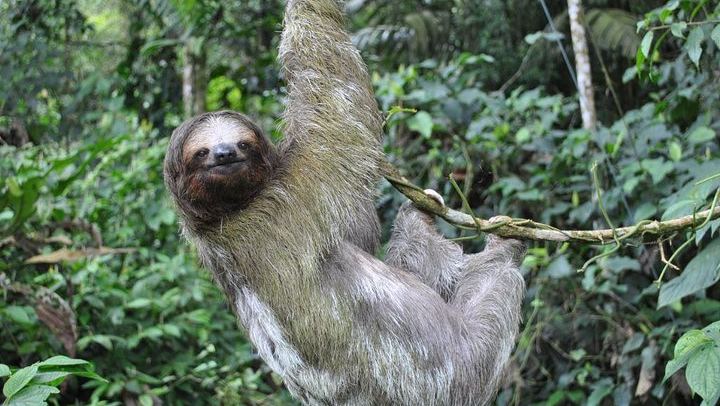 Wildlife of in Hanging Bridges