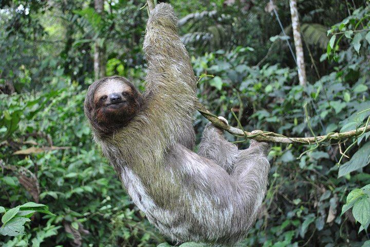 Wildlife of in Hanging Bridges