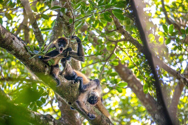 Wildlife - Rincon de la Vieja -Native's Way Costa Rica Tours