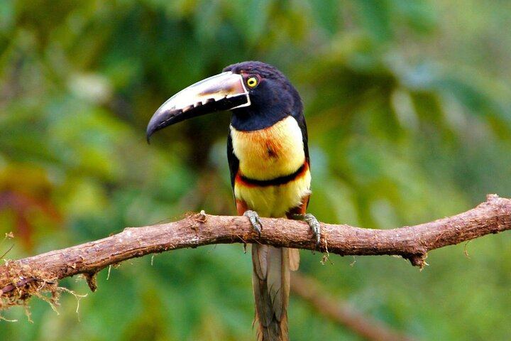 Wildlife Safari Float by Kayak in Peñas Blancas River from Arenal