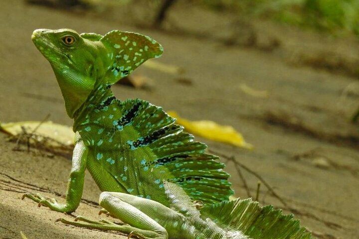 Wildlife Safari Float by Kayak in Peñas Blancas River from Arenal