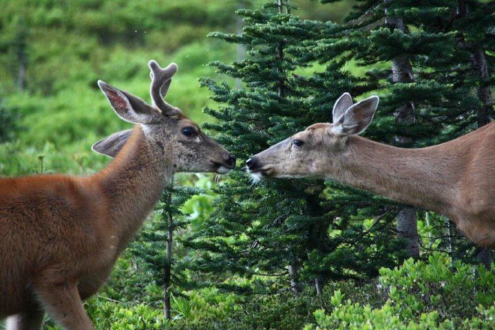 Wildlife!