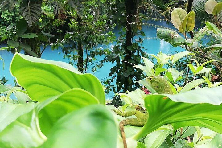 WILDLIFE