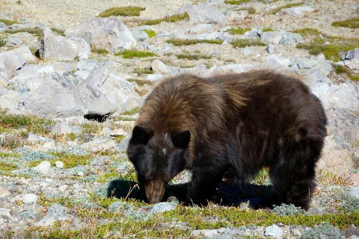 Wildlife!