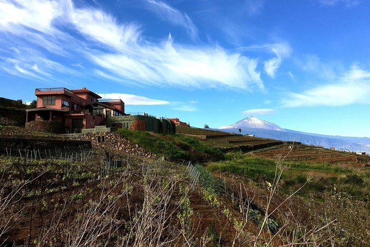 Wineyards by the winery